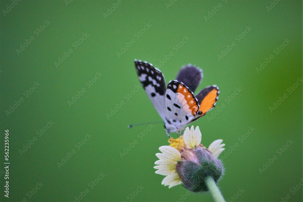 Obraz premium butterfly on flower