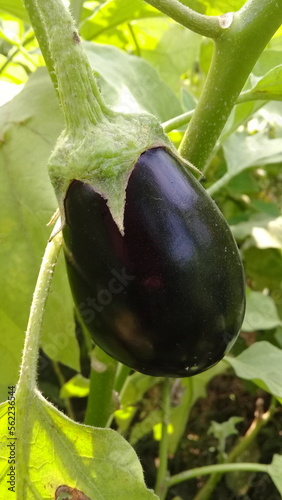 Aubergine.brinjal vegetables.brinjal flower.Solanum melongena.Eggplant, aubergine or brinjal is a plant species in the nightshade family Solanaceae.Eggplant plant growing in Community garden.