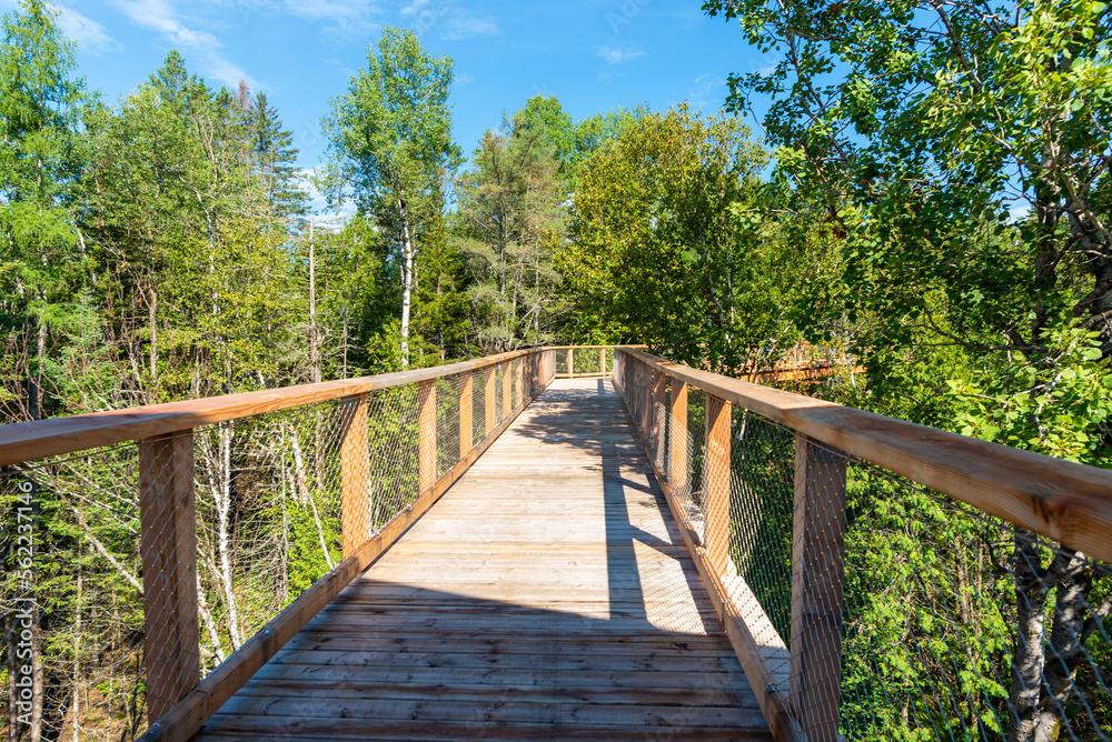 Wooden elevated boardwalk in the Laurentian boreal forest, Quebec, Canada