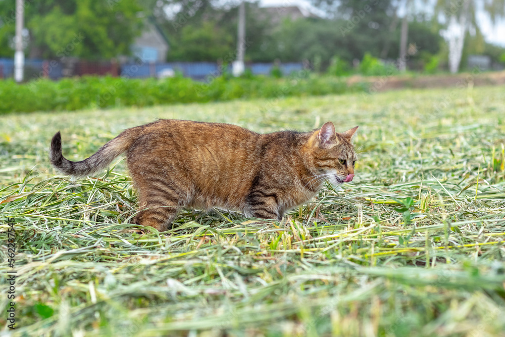 A brown tabby cat walks in the garden on the mowed grass, the cat is on the hunt