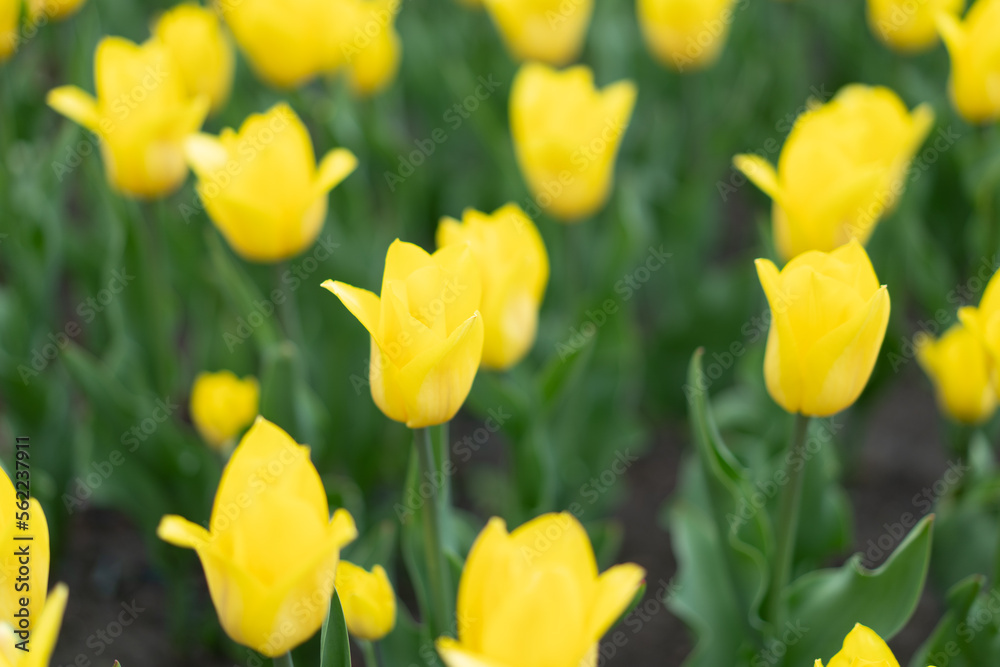 Yellow tulip flowers background outdoor Yellow tulip flowers background outdoor