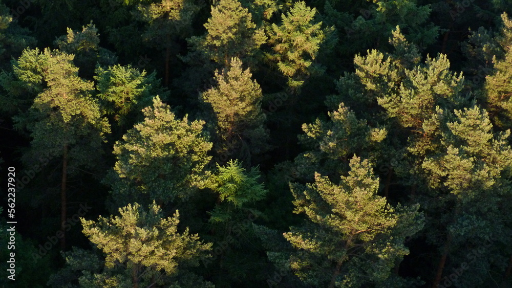 Ein Wald von oben fotografiert bei einer Heißluftballon fahrt. Ein Wald von oben fotografiert bei einer Heißluftballon fahrt.