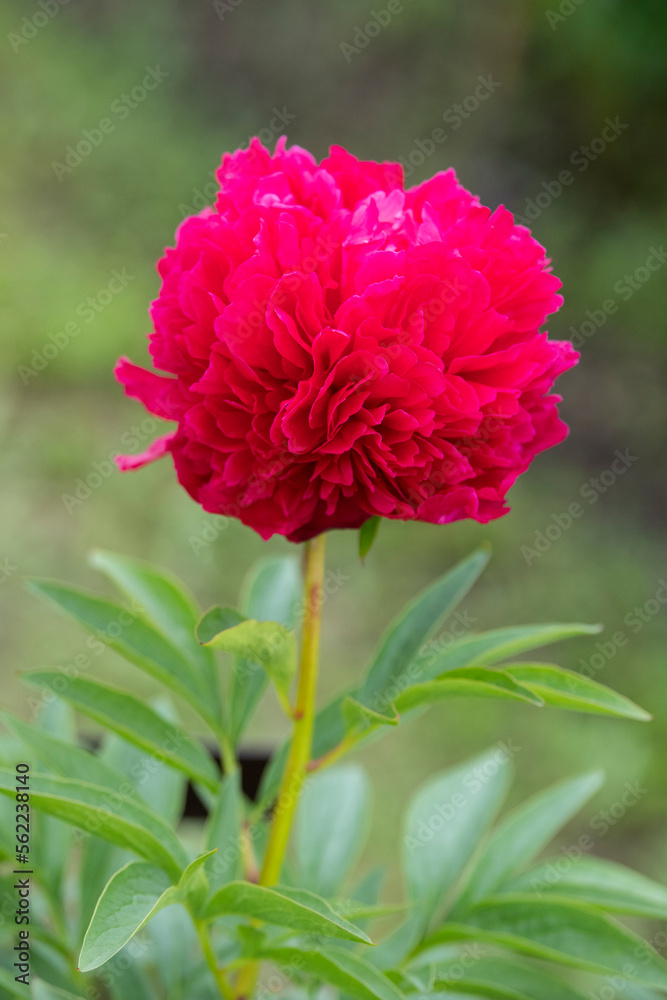 peony flowers are in bloom in the peony garden peony flowers are in bloom in the peony garden