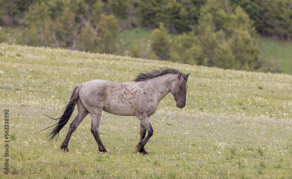 Beautiful Wild Horse in the Pryor Mountains Montana in Summer Beautiful Wild Horse in the Pryor Mountains Montana in Summer