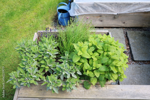 Herb garden with mint, thyme, chives, lavender and sage in raised beds in the garden, Sweden