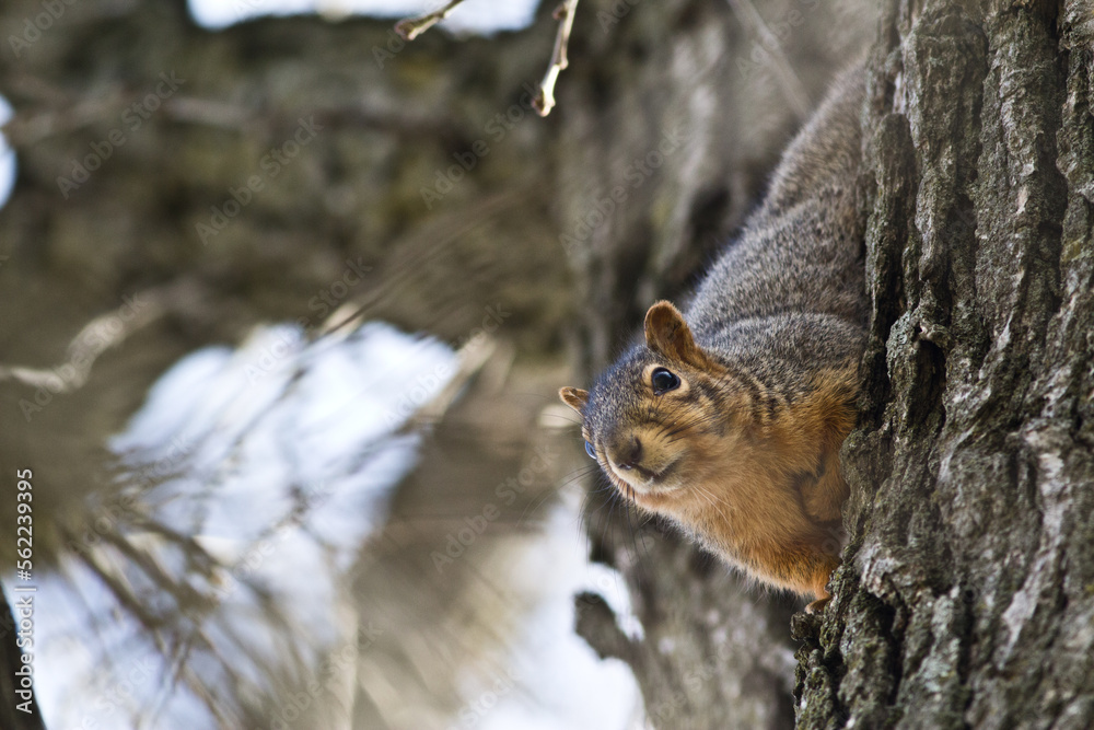 Brown Squirrel Peering Down From Tree Brown Squirrel Peering Down From Tree