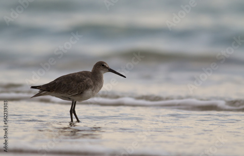 Shore Bird in Waves
