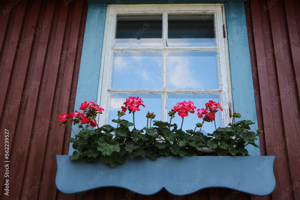 Pelargonium cucullatum in flower box in front of window, Sweden