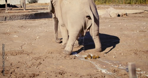 Elephant defecating and urinates, back side shot