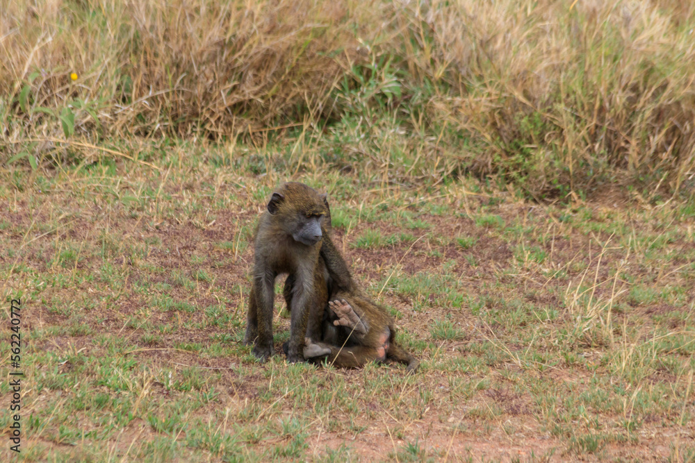 Two young olive baboons (Papio anubis) playing in savanna in Serengeti national park, Tanzania Two young olive baboons (Papio anubis) playing in savanna in Serengeti national park, Tanzania