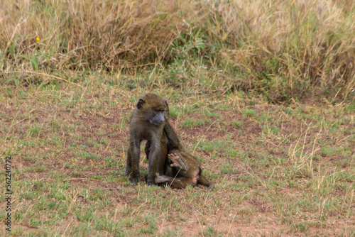 Two young olive baboons  Papio anubis  playing in savanna in Serengeti national park  Tanzania
