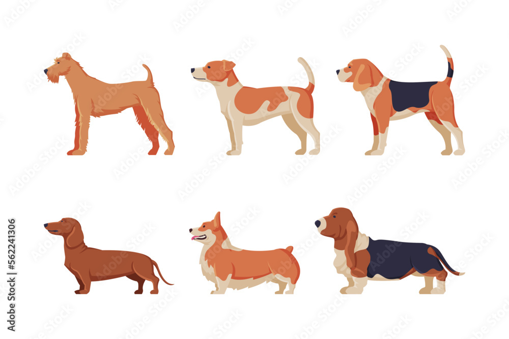 Dogs of different breeds set. Side view of purebred pet animals cartoon vector illustration