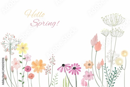 Fototapeta Naklejka Na Ścianę i Meble -  Hello Spring. Spring concept with flowers and text. Greeting card.