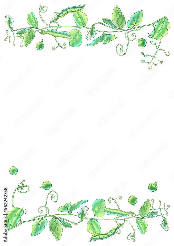 Drawing of green peas in pods. High quality photo Drawing of green peas in pods. High quality photo