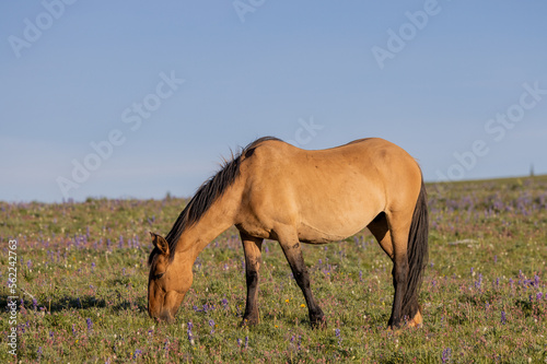 Beautiful Wild Horse in the Pryor Mountains Montana in Summer