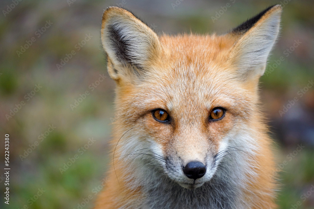 Closeup of a red fox looking directly at the camera with an intense stare
