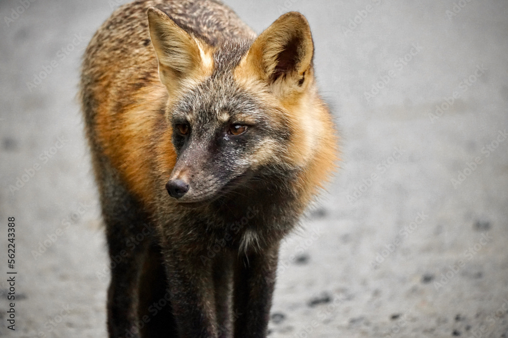 red fox portrait red fox portrait