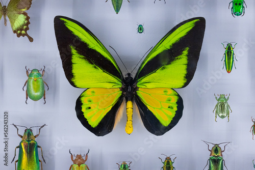 Goliath Birdwing butterfly (Ornithoptera goliath) photo