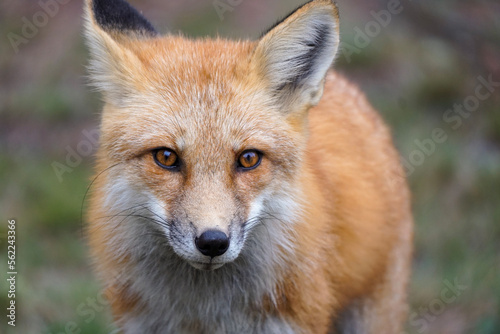 red fox vulpes © Roy Wilhelm
