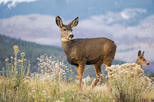 Canvas-taulu mule deer doe in Ridgway, Colorado