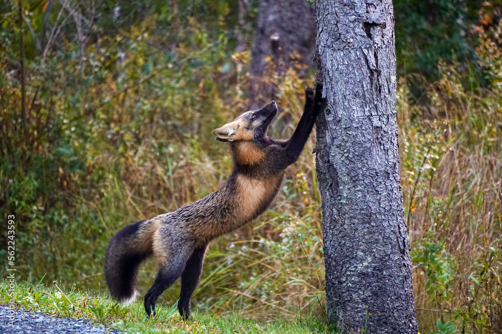 Obraz premium squirrel in the woods