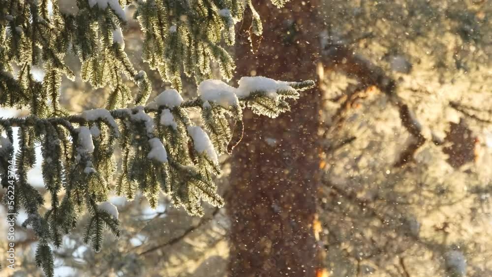 Spruce cones hanging on a snowy and frosty branch on a cold winter day in Estonia, Northern Europe Spruce cones hanging on a snowy and frosty branch on a cold winter day in Estonia, Northern Europe