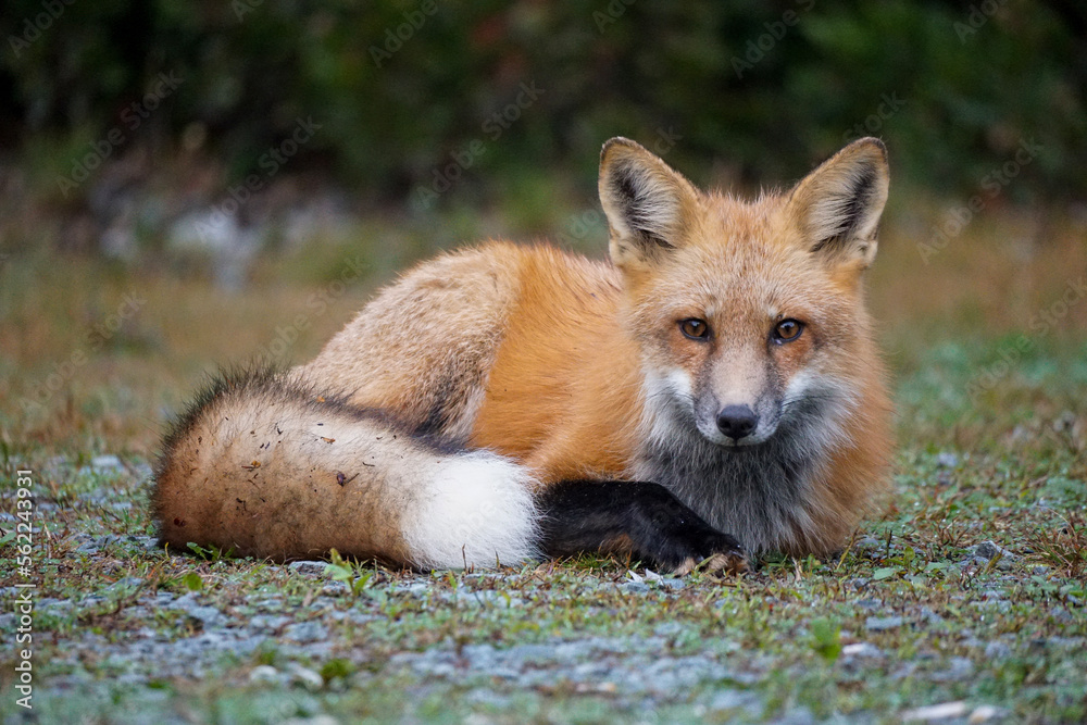 Fototapeta premium red fox vulpes