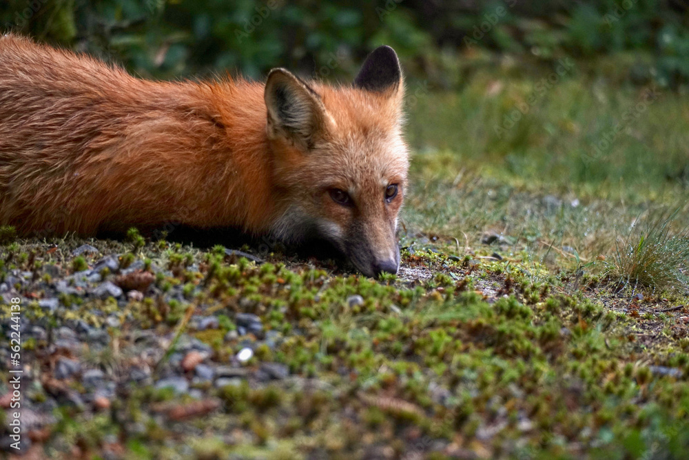 Fototapeta premium red fox in the wild