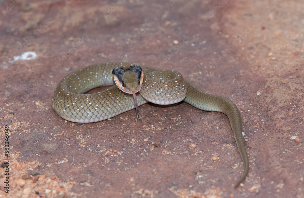 Red-lipped herald Snake (Crotaphopeltis hotamboeia) Red-lipped herald Snake (Crotaphopeltis hotamboeia)