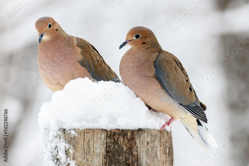 Two Turtle Doves perched on a wooden post covered in snow photo