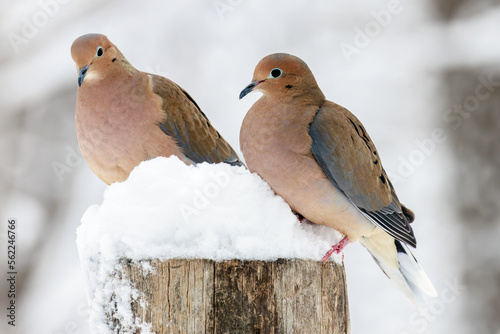 Quadro su tela Two Turtle Doves perched on a wooden post covered in snow