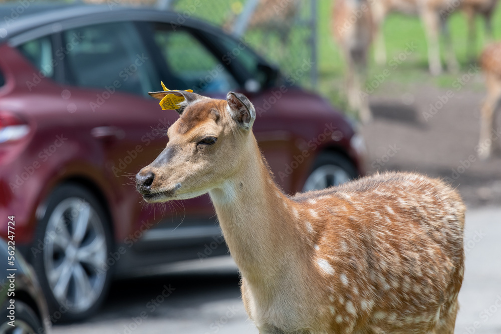 Portrait of a Persian fallow deer (dama mesopotamica)