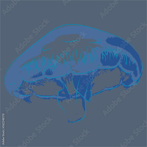 animal vector for jellyfish prints