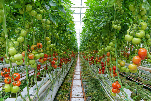 Fotografie Culture de tomates sous serre en Bretagne