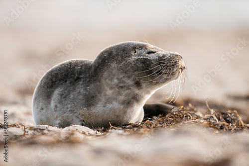 Fototapeta Naklejka Na Ścianę i Meble -  Seal on the beach on the Baltic Sea.