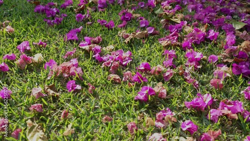 Pink and brown flowers on a field of grass in the afternoon. Fallen bougainvilleas on grass