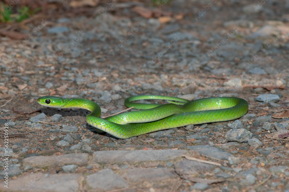 Obraz premium Green Water Snake (Philothamnus hoplogaster)