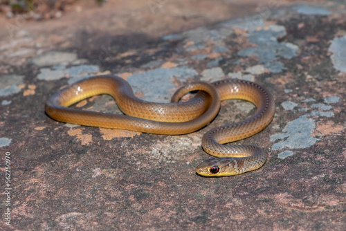 Short-snouted Grass Snake (Psammophis brevirostris)