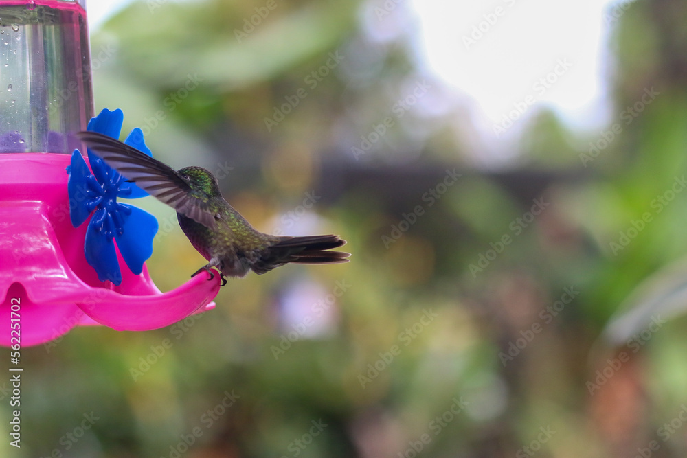 Colibri llegando al bebedero (Misiones, Argentina) Stock Photo | Adobe Stock