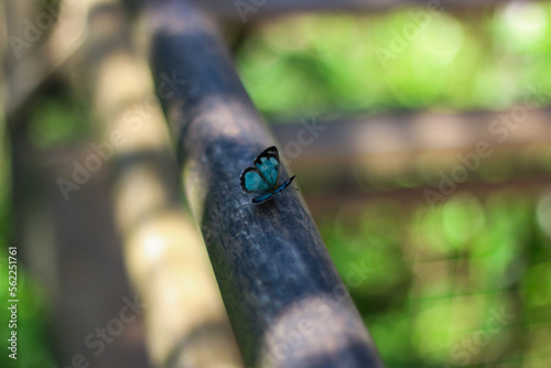 Hermosa mariposa azul en la selva de Iguazú  (Misiones, Argentina)