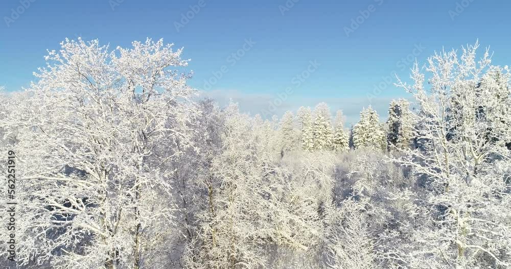 Moving towards a snowy woodland with a clear sky in the background on a wintry day in Estonia, Northern Europe Moving towards a snowy woodland with a clear sky in the background on a wintry day in Estonia, Northern Europe