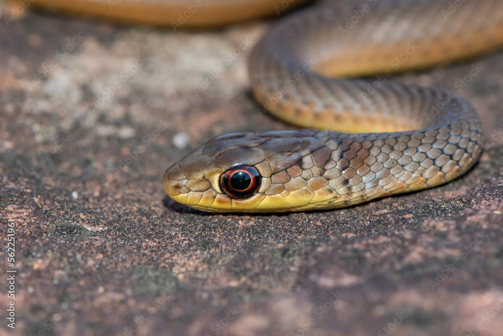 Short-snouted Grass Snake (Psammophis brevirostris) Short-snouted Grass Snake (Psammophis brevirostris)