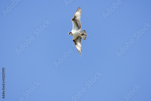 Osprey in flight with full wing span