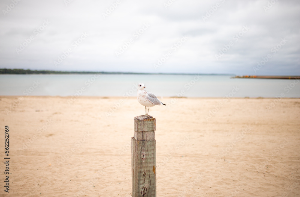 lone seagull sits on a wooden post on the beach. High quality photo