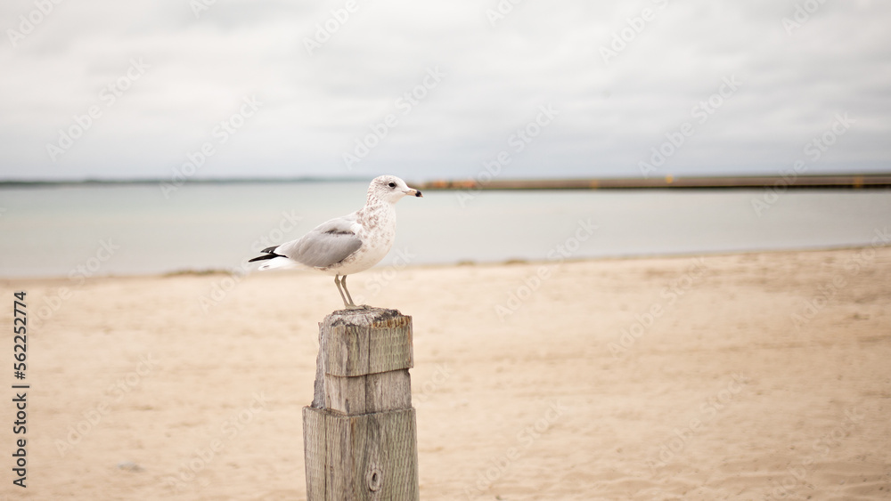 lone seagull sits on a wooden post on the beach. High quality photo