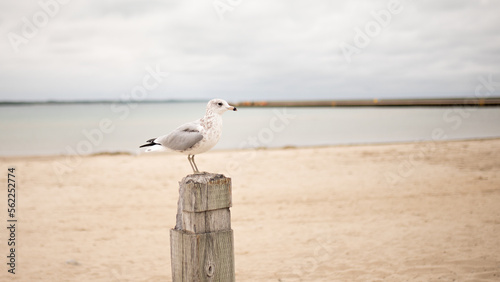 Obraz na płótnie lone seagull sits on a wooden post on the beach. High quality photo w salonie