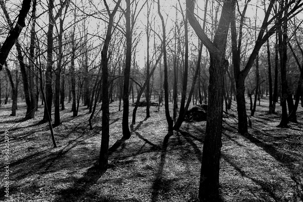 forest in winter
