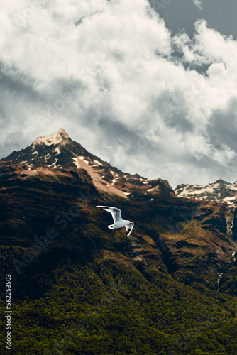 Bird Flys In New Zealand Nature Landscape  © David