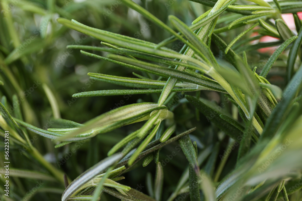 Closeup view of fresh rosemary as background. Aromatic herb Closeup view of fresh rosemary as background. Aromatic herb