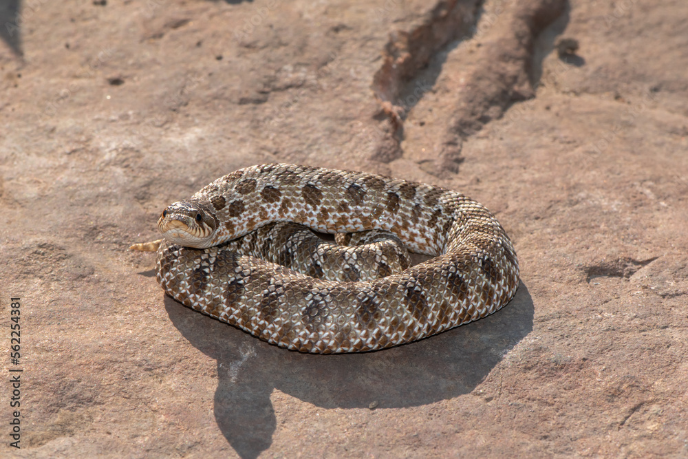 Western Hognose Snake (Heterodon nasicus) Western Hognose Snake (Heterodon nasicus)